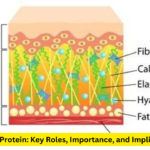 Elastin Protein