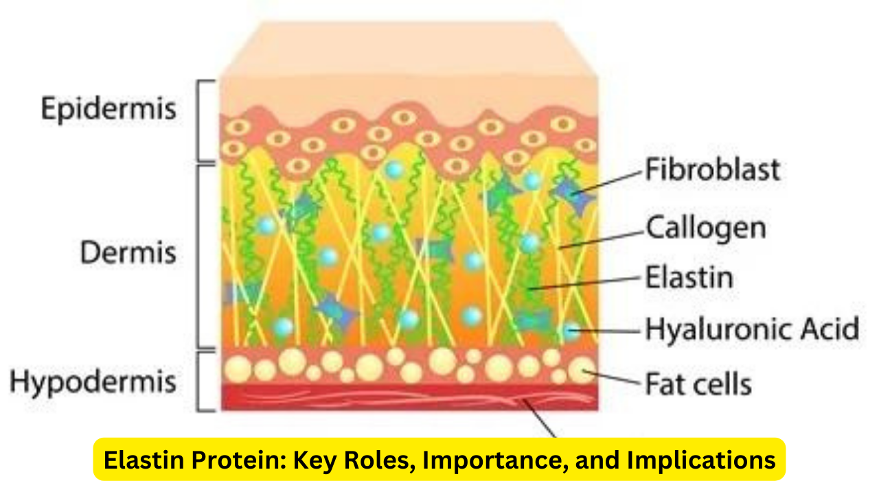 Elastin Protein