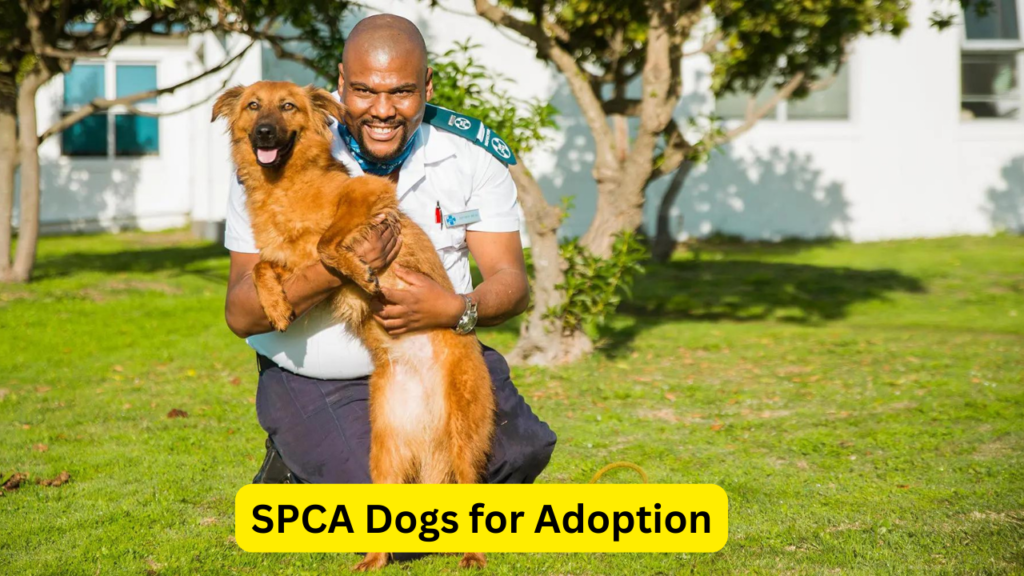 SPCA Dogs for Adoption